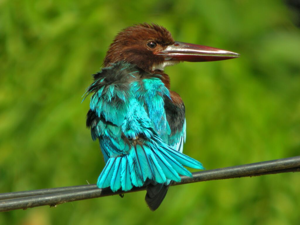 White-throated Kingfisher