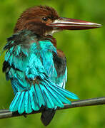 White-throated Kingfisher