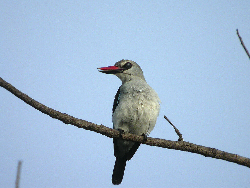 Martin-chasseur du Sénégal