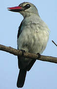 Woodland Kingfisher