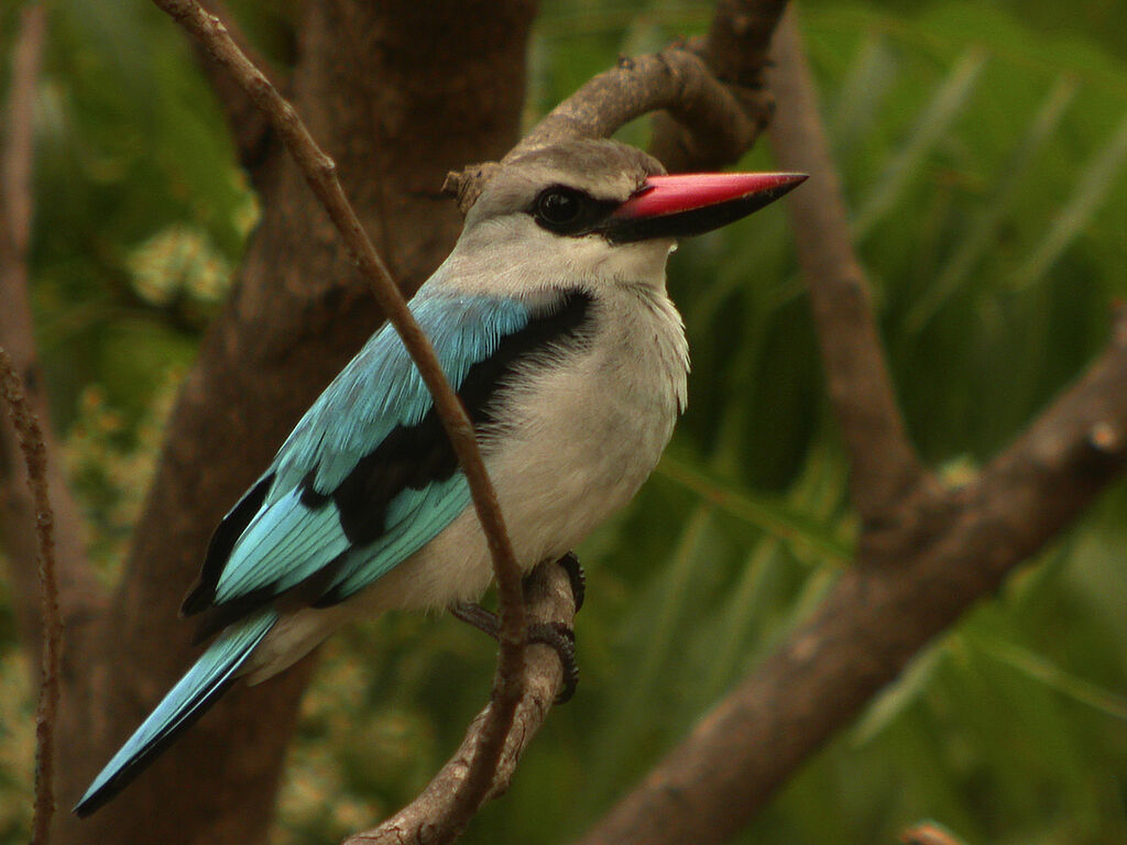 Woodland Kingfisher