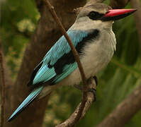 Woodland Kingfisher