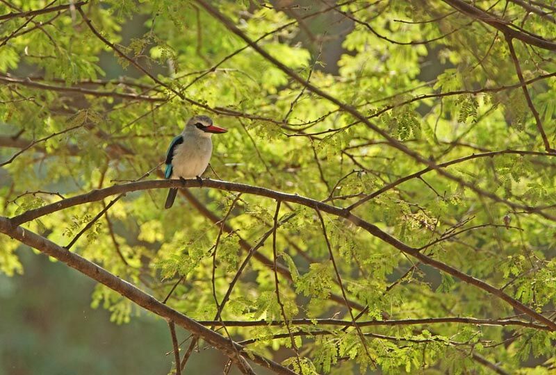 Woodland Kingfisher