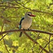 Woodland Kingfisher