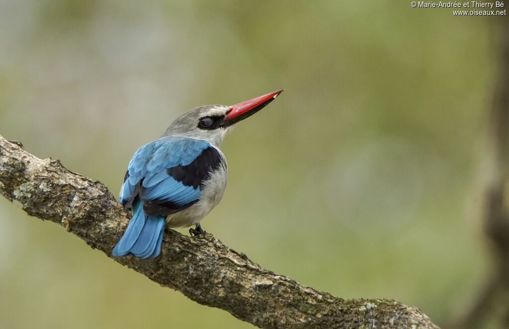 Woodland Kingfisher