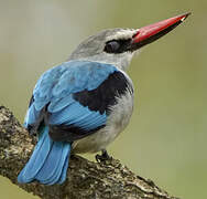 Woodland Kingfisher