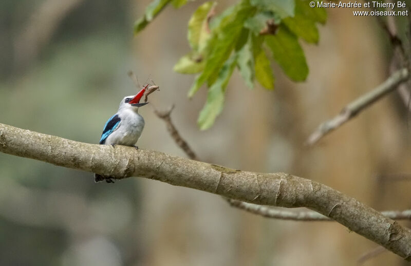 Woodland Kingfisher, eats