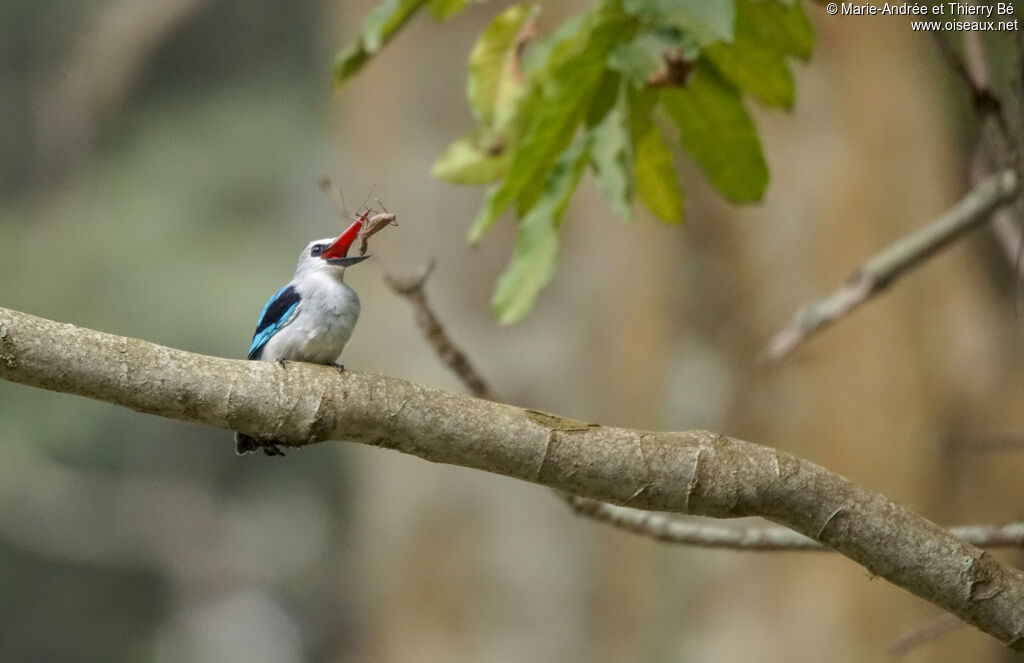 Woodland Kingfisher, eats