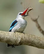 Woodland Kingfisher