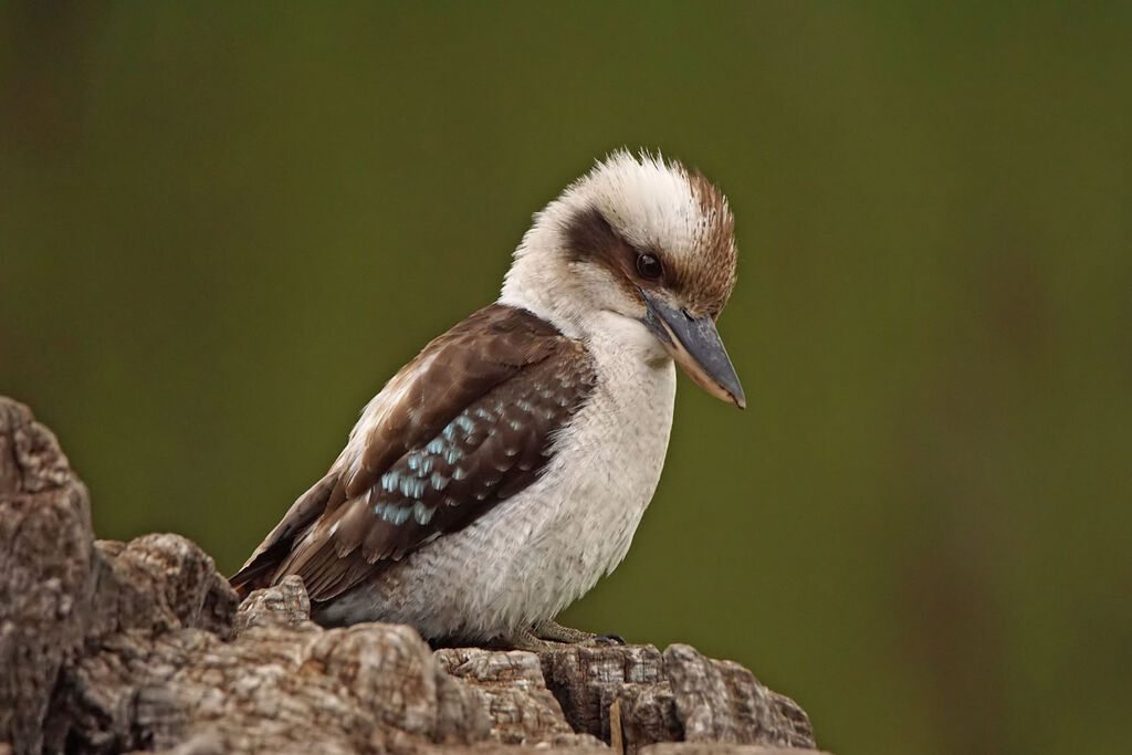 Laughing Kookaburra