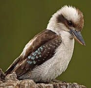 Laughing Kookaburra