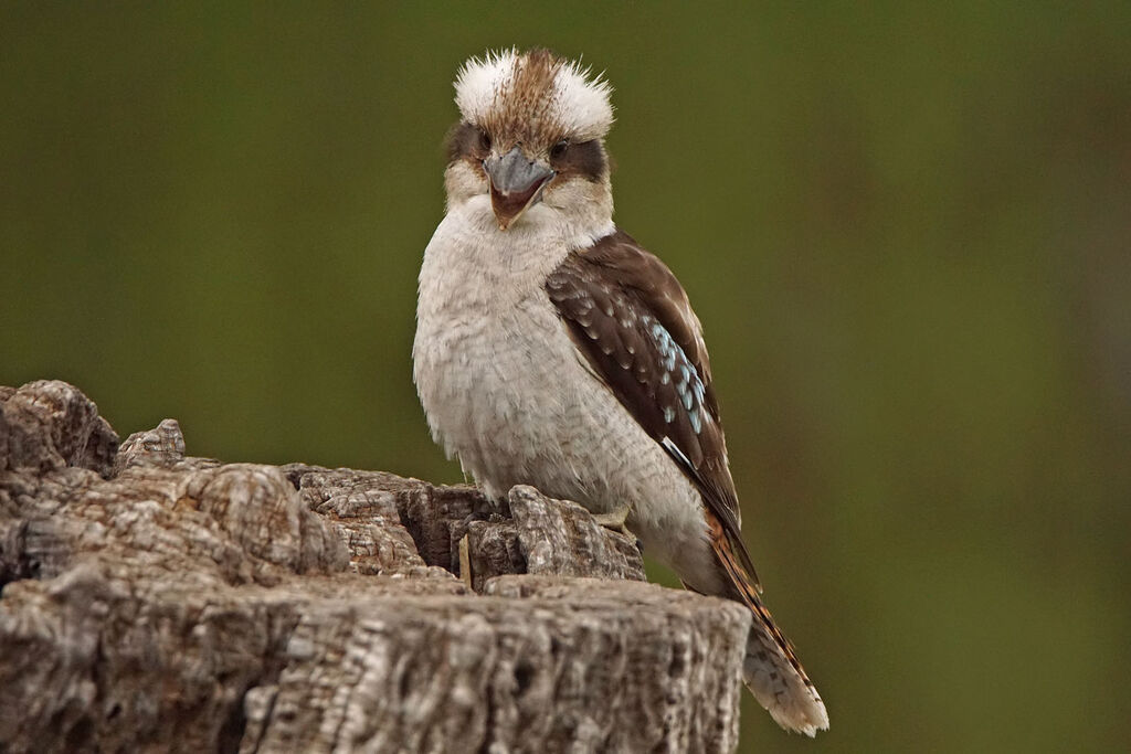 Laughing Kookaburra