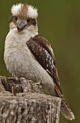 Laughing Kookaburra