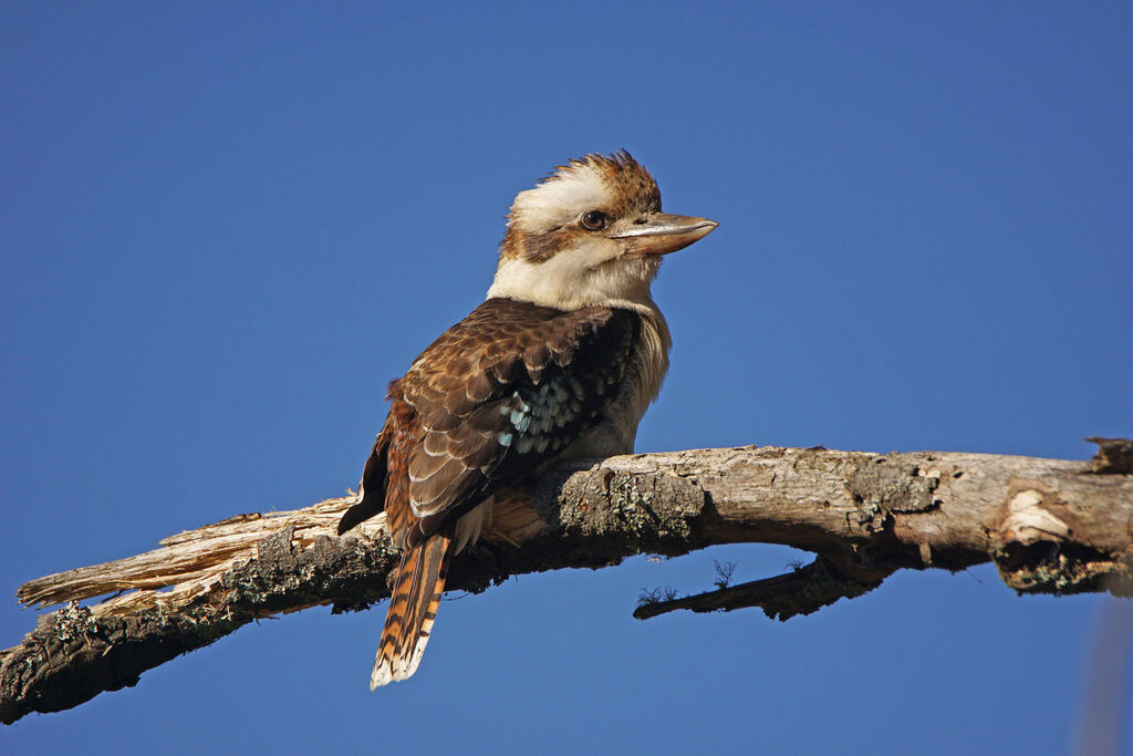 Laughing Kookaburra