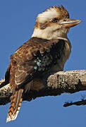 Laughing Kookaburra