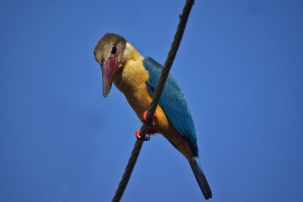 Stork-billed Kingfisher