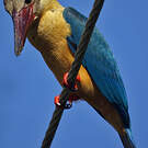 Martin-chasseur gurial