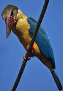 Stork-billed Kingfisher