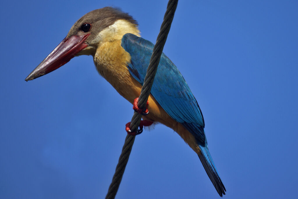 Stork-billed Kingfisher