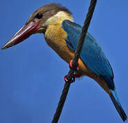 Stork-billed Kingfisher