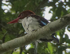 Chocolate-backed Kingfisher