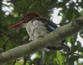 Martin-chasseur marron