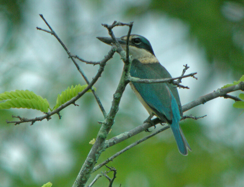 Sacred Kingfisher