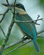 Sacred Kingfisher