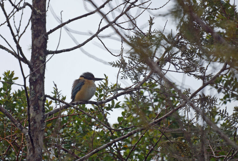 Sacred Kingfisher