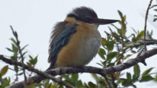 Sacred Kingfisher