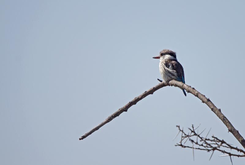 Striped Kingfisher