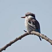 Striped Kingfisher