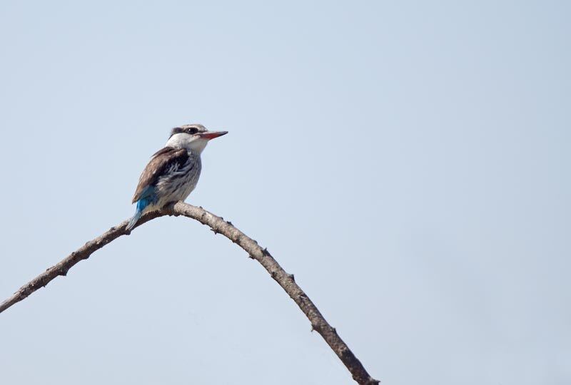 Martin-chasseur strié