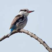 Striped Kingfisher