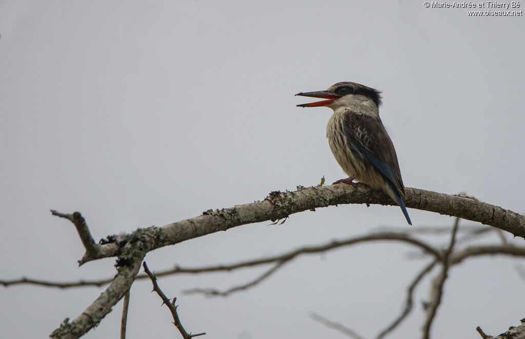 Striped Kingfisher