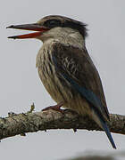 Striped Kingfisher