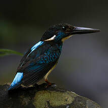 Martin-pêcheur à large bande