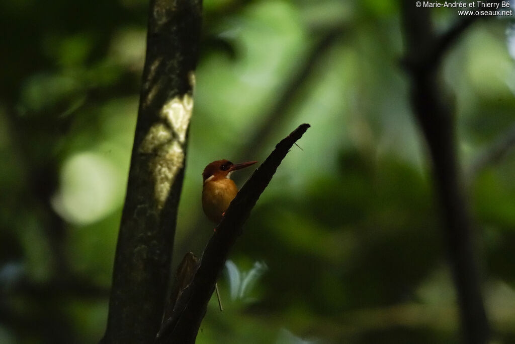 African Dwarf Kingfisher