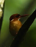 African Dwarf Kingfisher