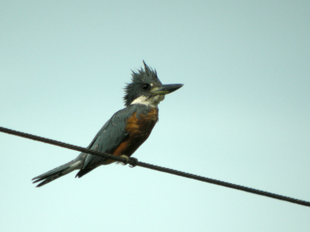 Ringed Kingfisher