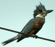 Ringed Kingfisher