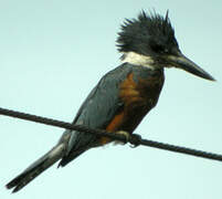 Ringed Kingfisher