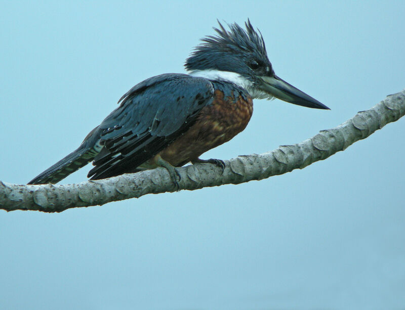 Martin-pêcheur à ventre roux