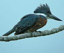 Ringed Kingfisher