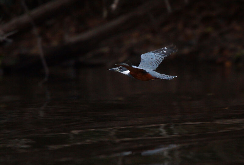 Ringed Kingfisher, Flight