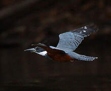 Ringed Kingfisher