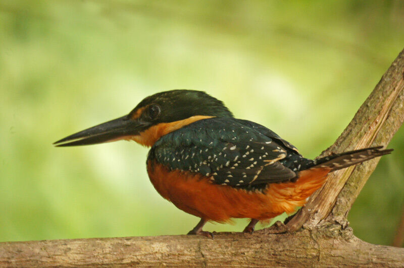 Green-and-rufous Kingfisher