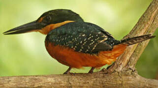 Green-and-rufous Kingfisher