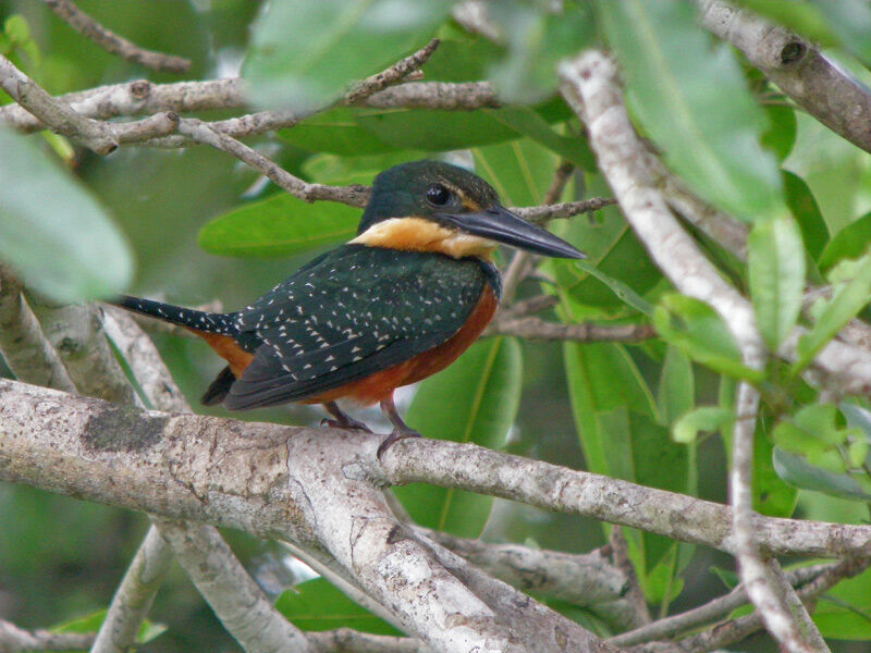 Green-and-rufous Kingfisher