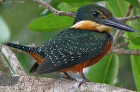 Green-and-rufous Kingfisher